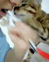 Cat GIF by JustViral.Net