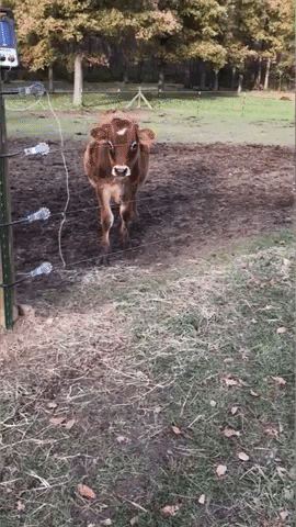 Family Cow Spared From Butcher Lives Happily Ever 