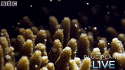 bbc one blue planet 2 GIF by BBC