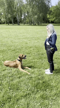 Dog Park GIF by #nikaachris