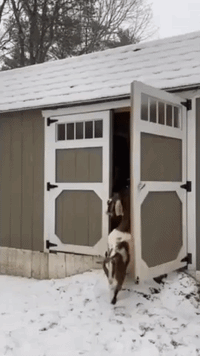 Are You Kidding Me? Baby Goats Say No to Maine Snow