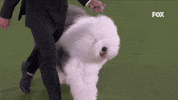 GIF by Westminster Kennel Club