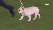 GIF by Westminster Kennel Club