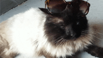 cat look at him winking though GIF