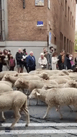 Sheep Parade Through Streets of Madrid in Ancient Ritual