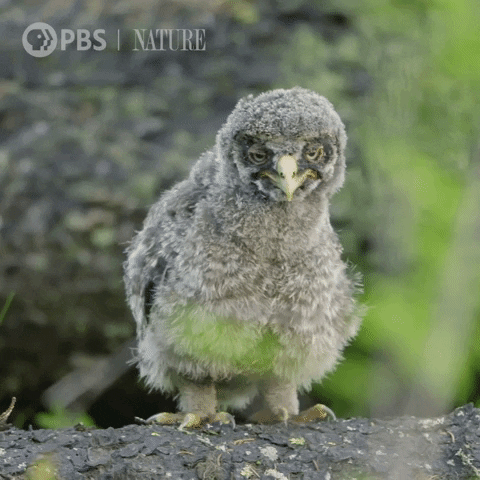Pbs Nature Owl GIF by Nature on PBS