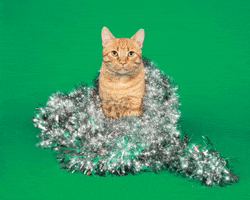 cat save them all GIF by Best Friends Animal Society