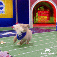 Dogs Love GIF by Puppy Bowl