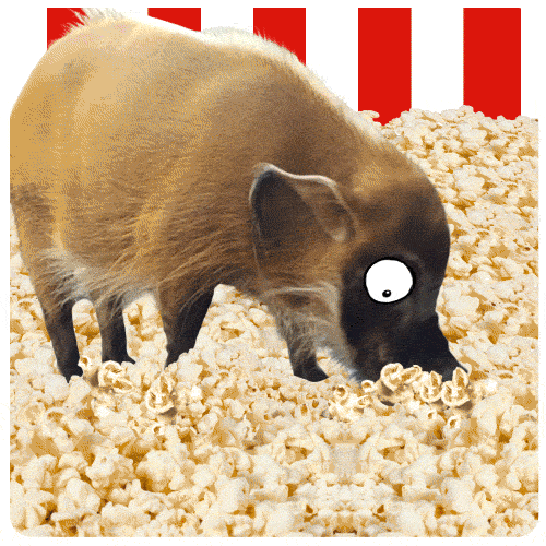 red river hog popcorn GIF by Chris Timmons