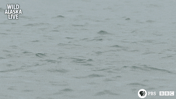 bbc one fish GIF by BBC