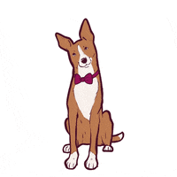 Mans Best Friend Photography GIF by puppytales