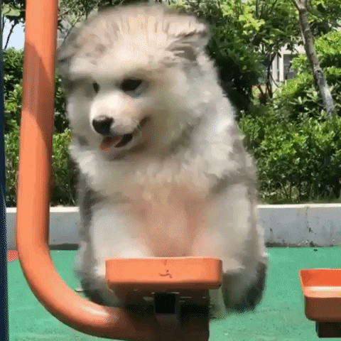 Puppy Swinging GIF by JustViral
