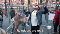 Reindeers Are Real!