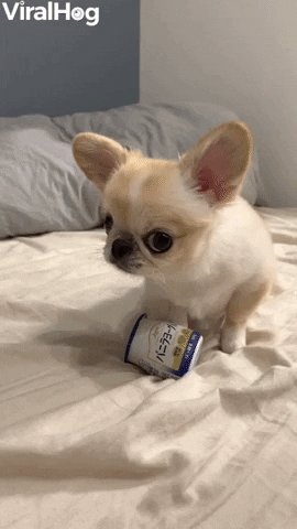 Pino Doesnt Want To Part With Favorite Yogurt GIF by ViralHog