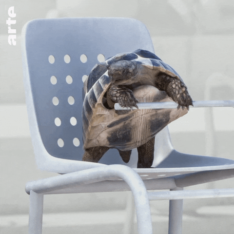 athleticus animaux animal animals autruche tortue turtle hippopotame GIF by ARTEfr