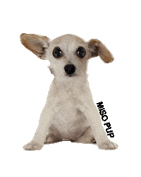 Dog What Sticker by MISO PUP