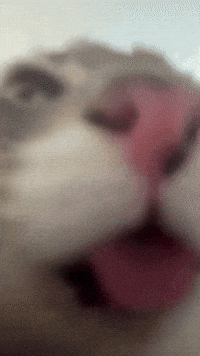 Cat Kiss GIF