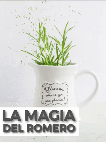 elsenderodelchaman giphyupload romero rosemary GIF