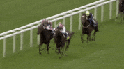 sir henry cecil champion GIF by World Horse Racing