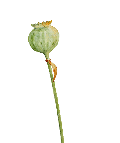 Flower Oerrr Sticker by Natuurmonumenten