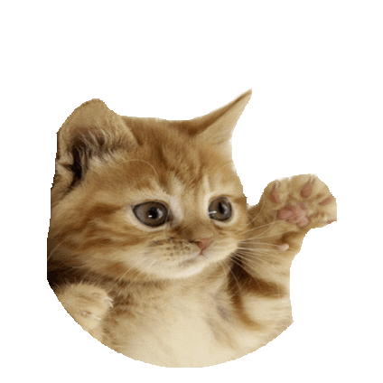 cute kitten STICKER by imoji