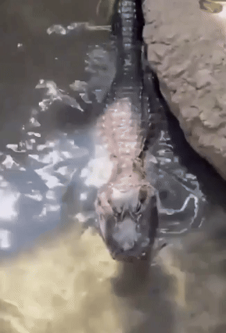 Alligator Lets Out a Fierce Growl