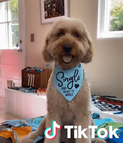 Dog Chien GIF by TikTok France