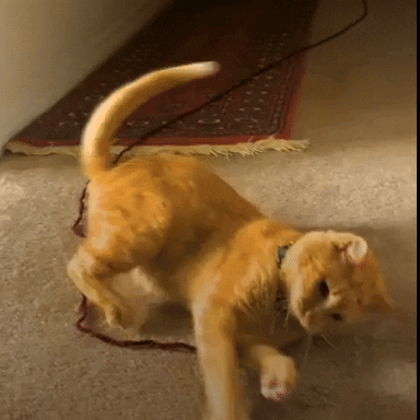GIF by The Dodo