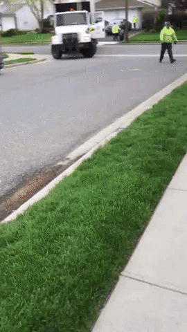 This Dog is Delighted to Greet His Sanitation Worker Buddies