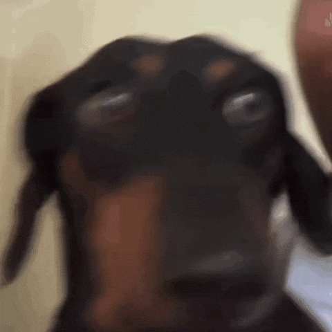 b6nda dog smile angry smiling GIF