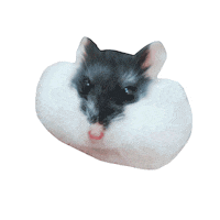 Hamster Pipi Sticker