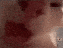 Cat Lick GIF