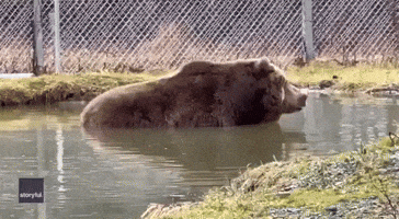 Rescue Bear 'Without a Care' Takes an Icy Dip