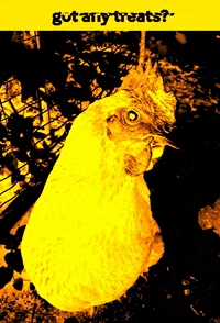 eggplantsupply halloween chicken spooky chicken GIF