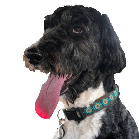 dog puppy Sticker by Roundhouse