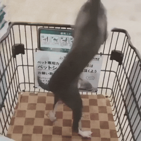 happy dog GIF by JustViral.Net