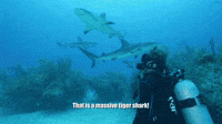 A Massive Tiger Shark