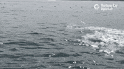 just keep swimming sea lions GIF by Monterey Bay Aquarium