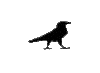 Crow Sticker