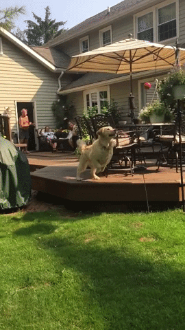 slow motion dog GIF by America's Funniest Home Videos