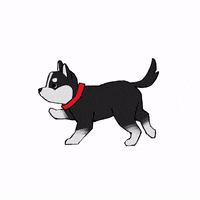 Northeastern Huskies Dog GIF by Northeastern University Admissions