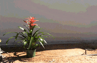 sgvmosquito animal science virus bite GIF