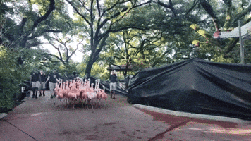 200 People Form Human Wall to Help Flamingos Move to New Home