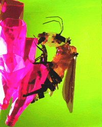 Bee Recycle GIF by Jean Scuderi