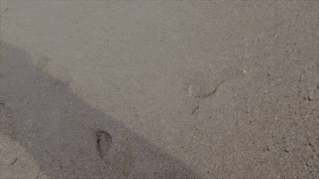 Water Beach GIF by Rhiannon Giddens