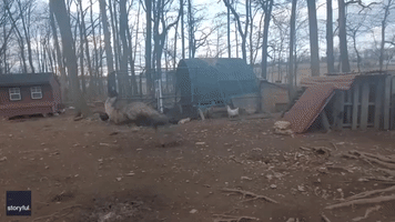 'Silly Emus': Giant Australian Birds Chase One Another Around Maryland Farm