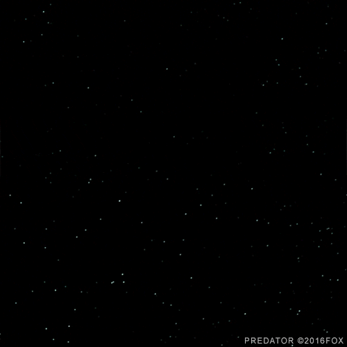 arnold schwarzenegger predator GIF by foxhorror