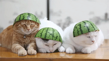 Cat Hat GIF
