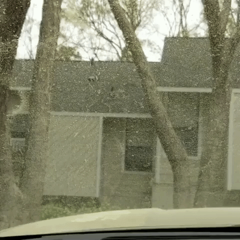 Pollen Blankets Car Window in North Carolina