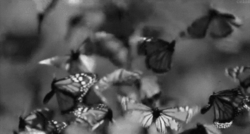 black and white butterfly GIF
